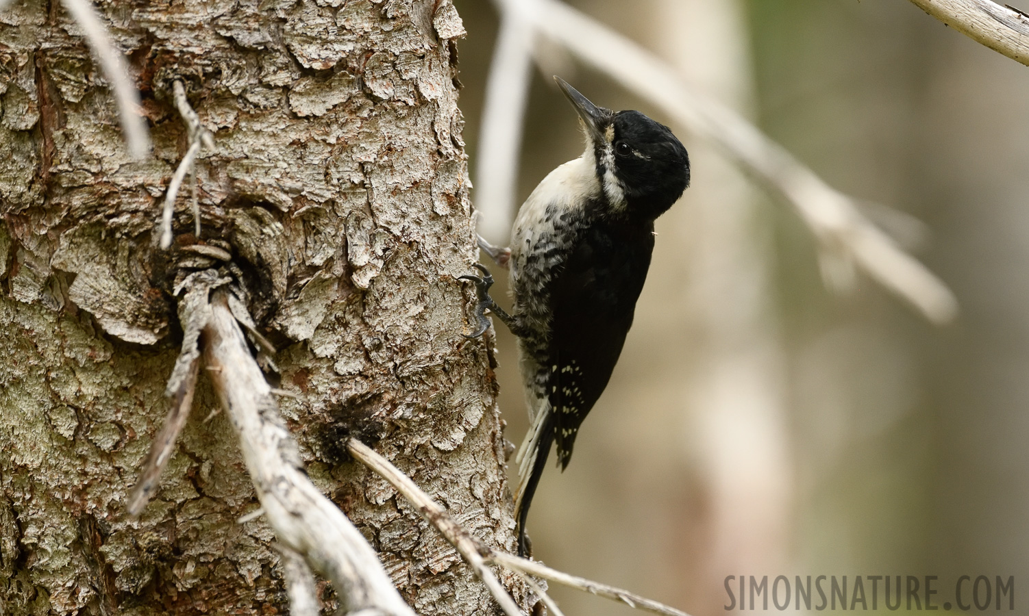 Picoides arcticus [400 mm, 1/640 sec at f / 7.1, ISO 2500]